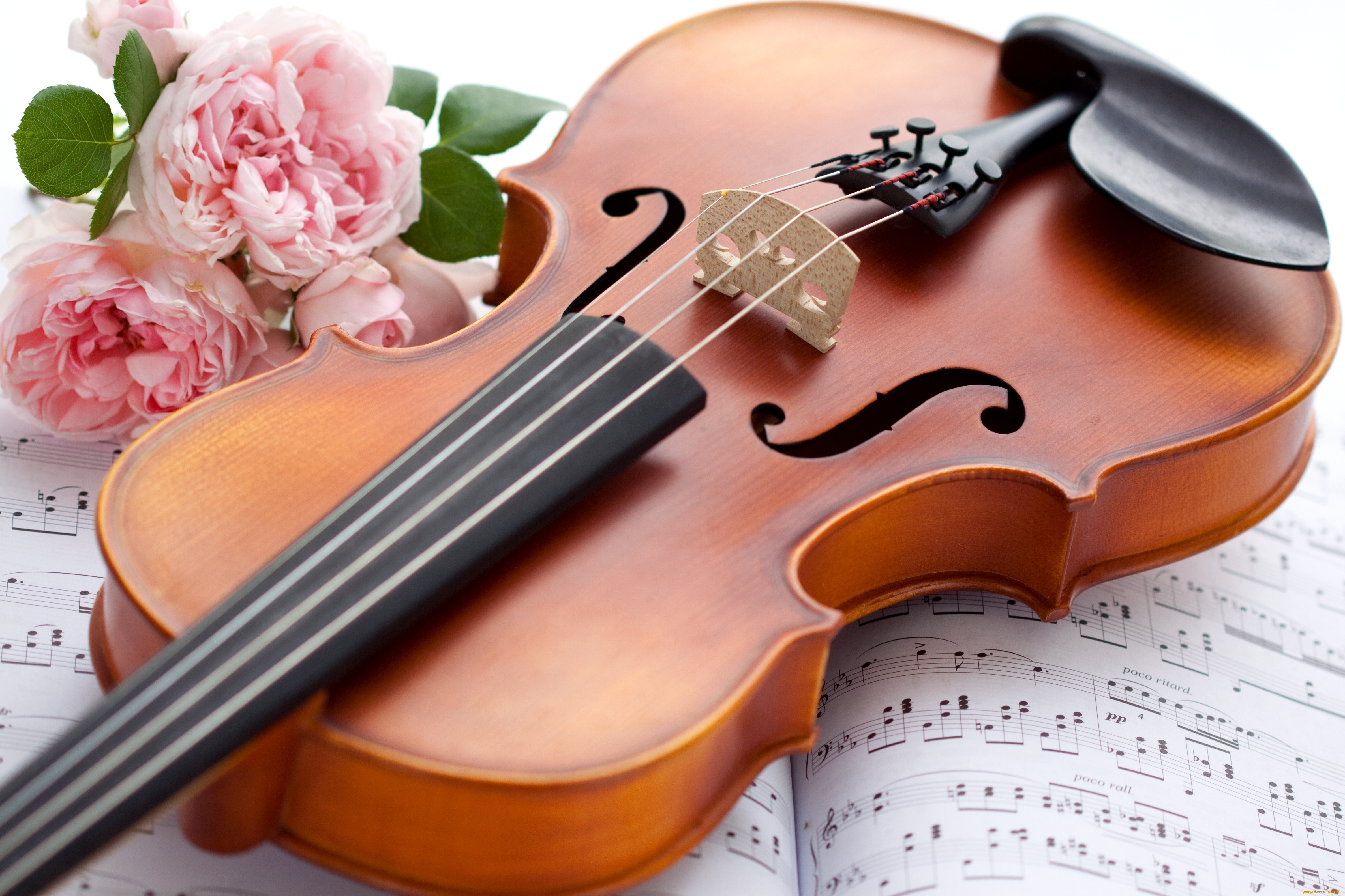 Красивая музыка россии. Скрипка. Музыкальные инструменты и цветы. Скрипка музыкальный инструмент. Скрипка картинка.